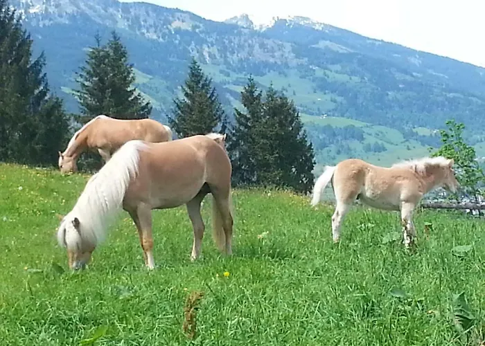 Schmalzgrubengut Appartamento Bad Hofgastein